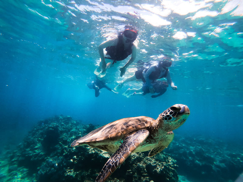 Sea Turtle Snorkel & Blue Cave Exploration 3-Hour Tour! 《Free Pick-up! Free GoPro Photo Data》 - What to know before you go