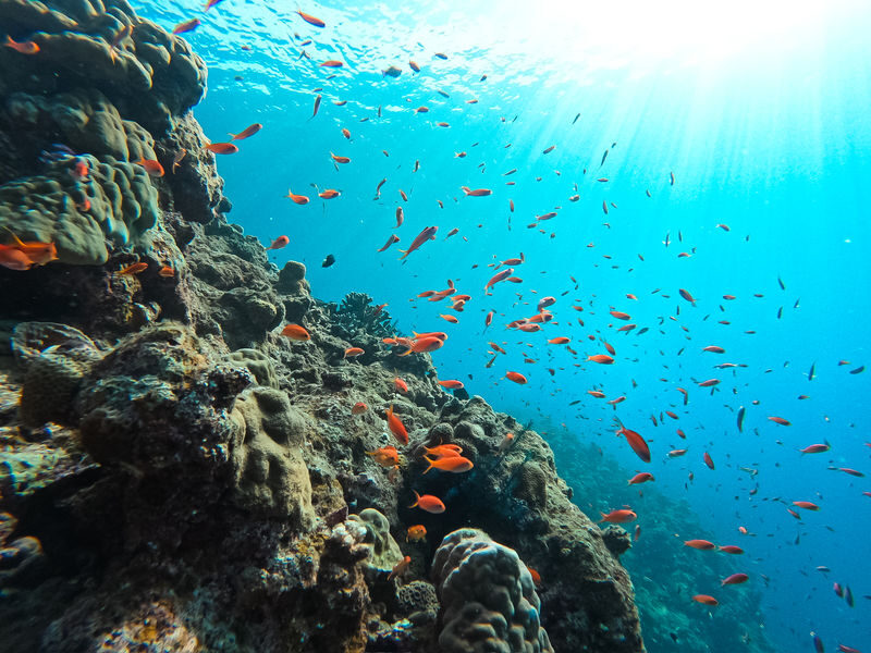 Sea Turtle Snorkel & Blue Cave Exploration 3-Hour Tour! 《Free Pick-up! Free GoPro Photo Data》 - A short Ishigaki outing built around the reef