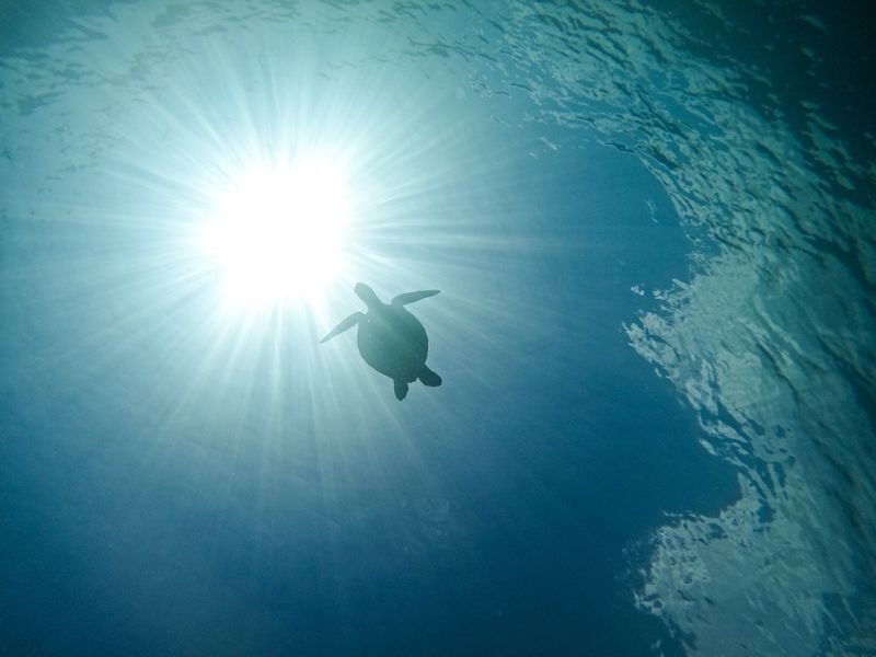 Sea Turtle Snorkel & Blue Cave Exploration 3-Hour Tour! 《Free Pick-up! Free GoPro Photo Data》 - From the shore to coral, fish and turtles