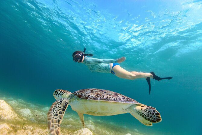 Sea Turtle Snorkel Tour - Experience the Sea Turtle Snorkel Tour in St. Croix: A Detailed Review