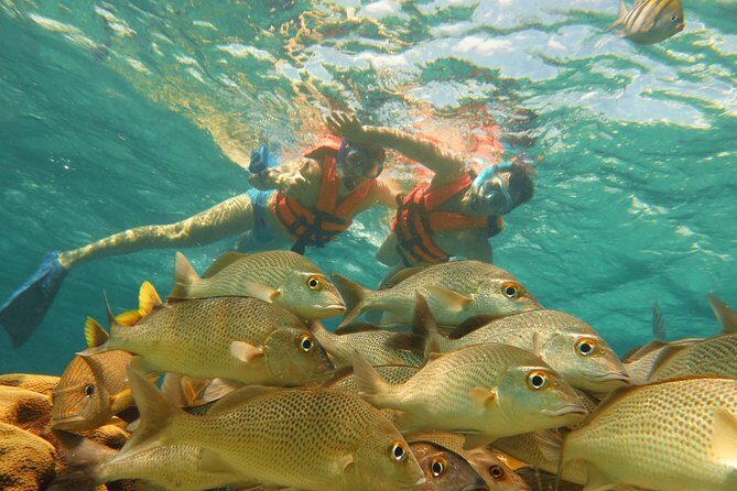 Sea Turtle Snorkeling Ecofriendly Tour from Cancun & Riviera Maya - Final Thoughts