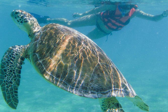 Sea Turtle Snorkeling Ecofriendly Tour from Cancun & Riviera Maya - Frequently Asked Questions