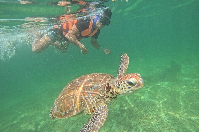 Sea Turtle Snorkeling in Akumal - Discover the Magic of Sea Turtle Snorkeling in Akumal