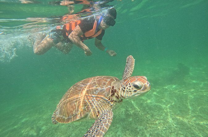 Sea Turtle Snorkeling in Akumal - Who Is This Tour Best For?