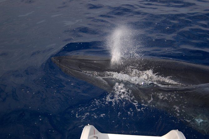 Seaborn Catamaran trips - Key Points