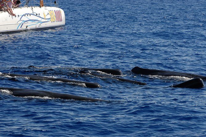 Seaborn Catamaran trips - Who Will Love This Tour?