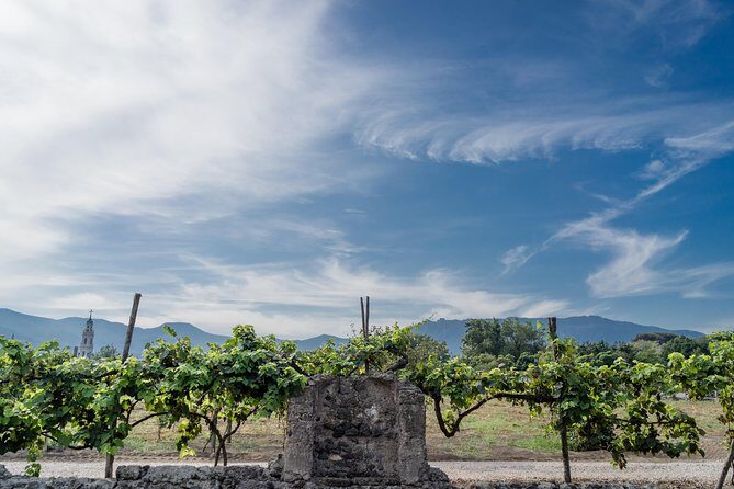 Seafood Lunch & Wine Tasting with Scenic Golf Cart Tour - A Detailed Look at the Experience