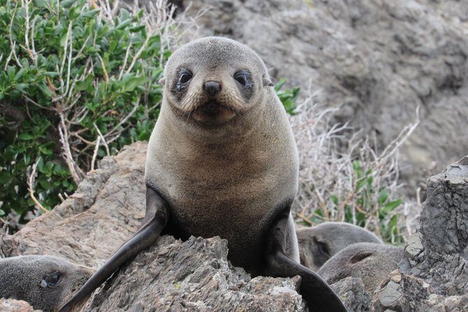 Seal Coast Safari - Exclusive access to Wellington's secret coast - Exploring Wellington’s Hidden Coast with Seal Coast Safari