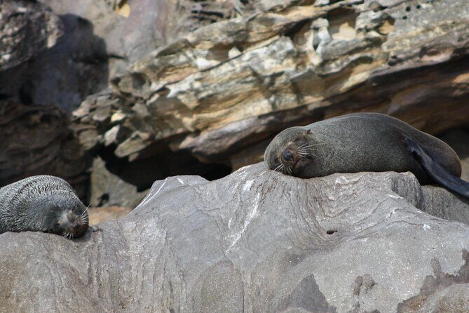 Seal & Dolphin Adventure - Key Points
