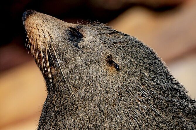 Seal & Dolphin Adventure - Practical Tips for Your Trip