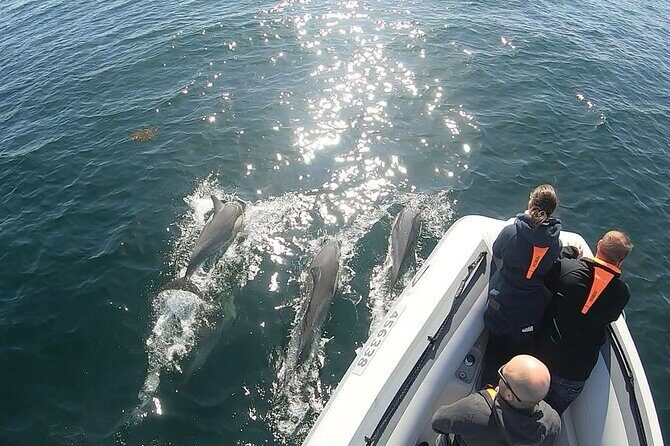 Seal & Dolphin Adventure - Who Will Enjoy This Tour?