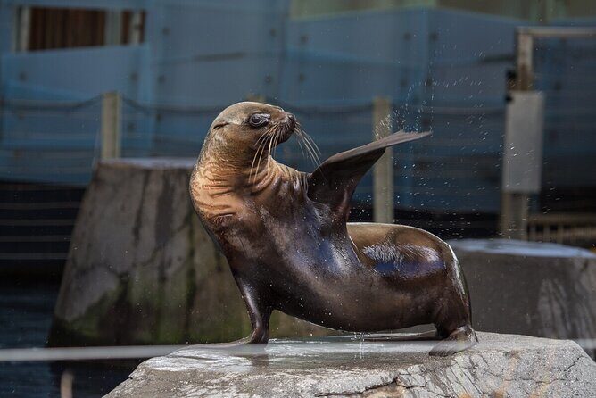 Seal Experience at Melbourne Zoo - excl. entry - Get to Know Melbourne’s Seals with a Behind-the-Scenes Tour