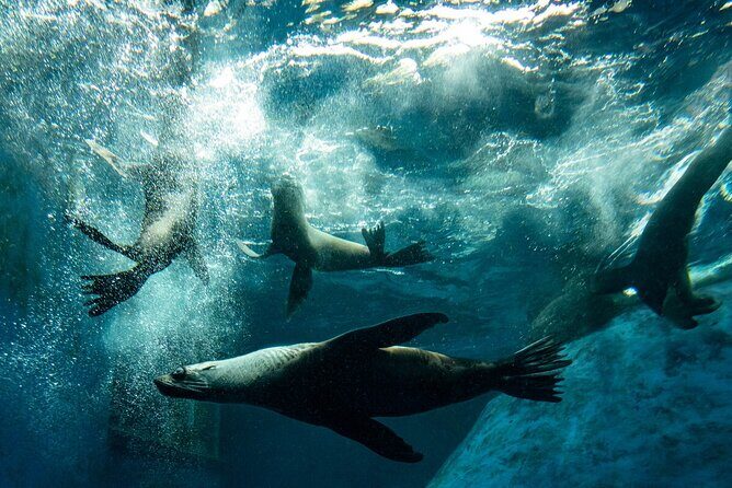 Seal Experience at Melbourne Zoo - excl. entry - Key Points