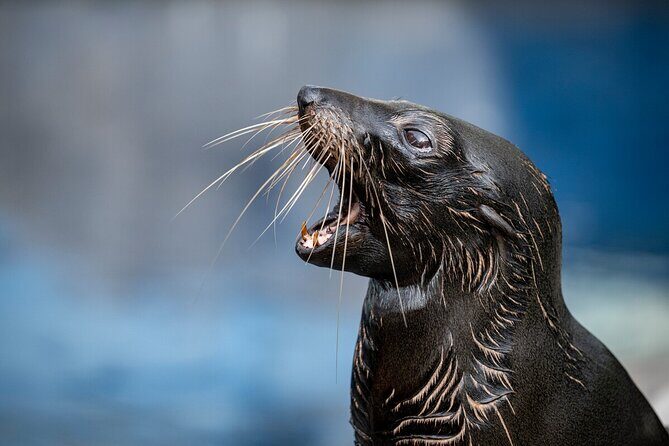 Seal Experience at Melbourne Zoo - excl. entry - Who Should Consider This Tour?