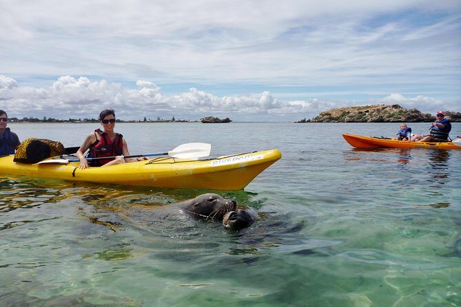Seal Island and Penguin Island or Point Peron Sea Kayak Tour - Diving Into the Details: What to Expect and Why It Matters
