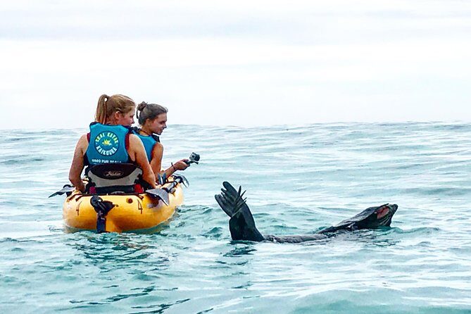 Seal Kayaking Adventure in Kaikoura - Seal Kayaking Adventure in Kaikoura