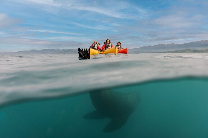 Seal Kayaking Adventure in Kaikoura - FAQ
