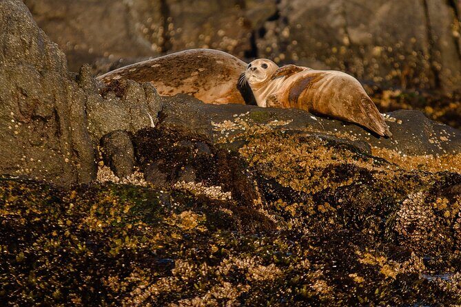 SEAL SAFARI in Savonlinna from Helsinki (private) - Discovering the Finnish Countryside