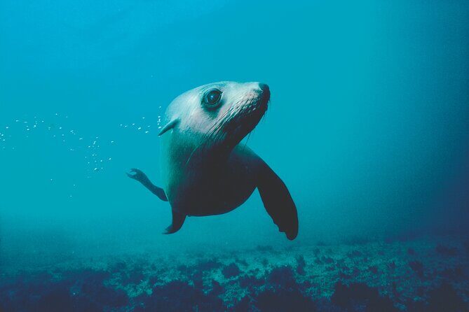 Seal Sanctuary Tour - Guided Kayaking - New Zealand - Exploring the Seal Sanctuary Guided Kayaking Tour