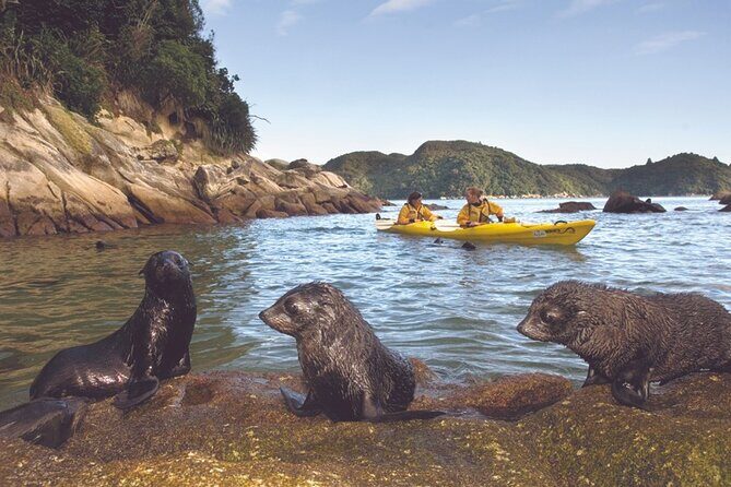 Seal Sanctuary Tour - Guided Kayaking - New Zealand - FAQ