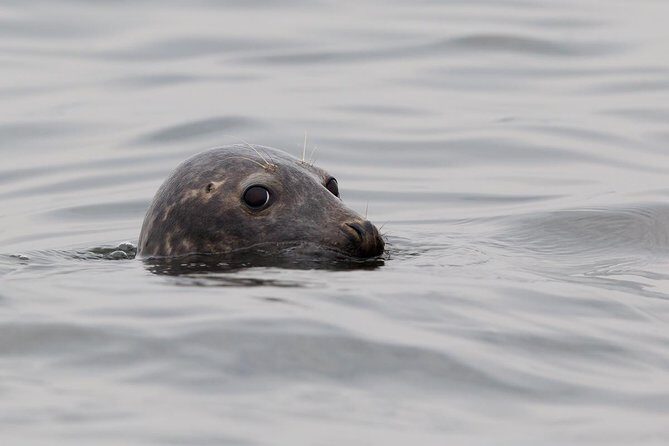 Seal-Watching Tour near Malusi Islands - Seal-Watching Tour near Malusi Islands: An Authentic Baltic Sea Experience