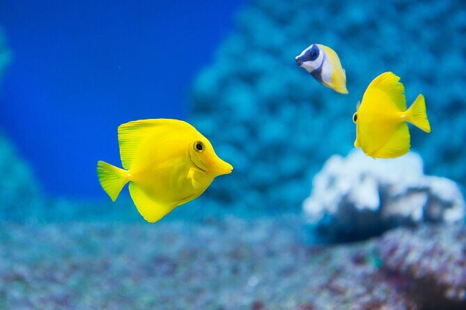 Sealife Benalmadena Entrance Ticket - Exhibits and Experience