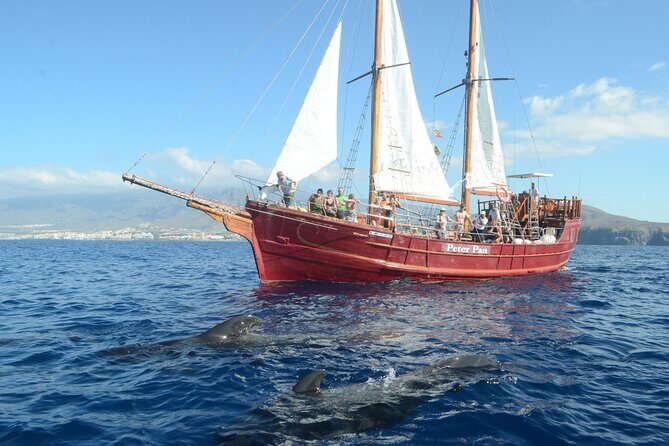 Sealife Dolphin & Whale Watching aboard Portuguese schooner - A Deep Dive into the Experience