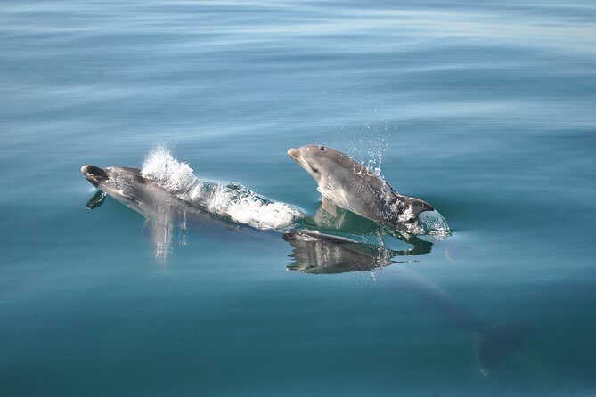 Sealife Sea Safari, Dolphin Watching with Marine Biologist's Lagos - The Guides and Their Role