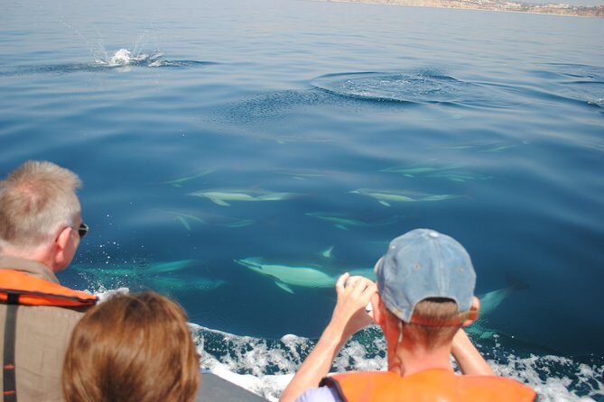 Sealife Sea Safari, Dolphin Watching with Marine Biologist's Lagos - Value and Cost