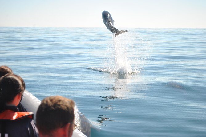 Sealife Sea Safari, Dolphin Watching with Marine Biologist's Lagos - Who Will Love This Tour?
