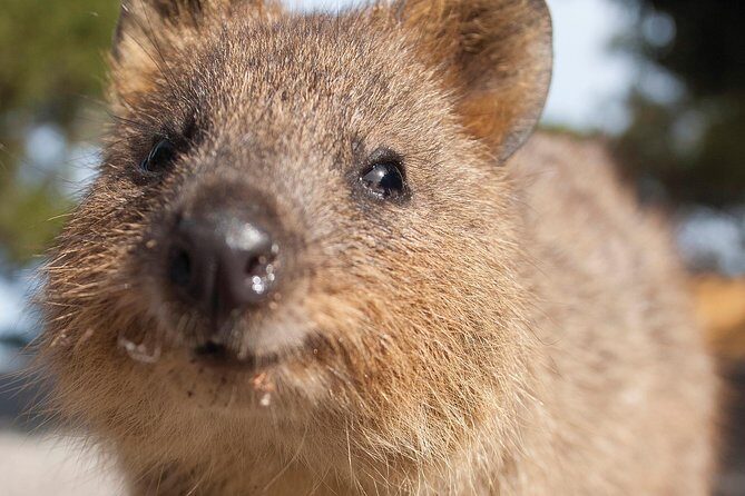 Seaplane Flights Perth to Rottnest Island and return - The Sum Up