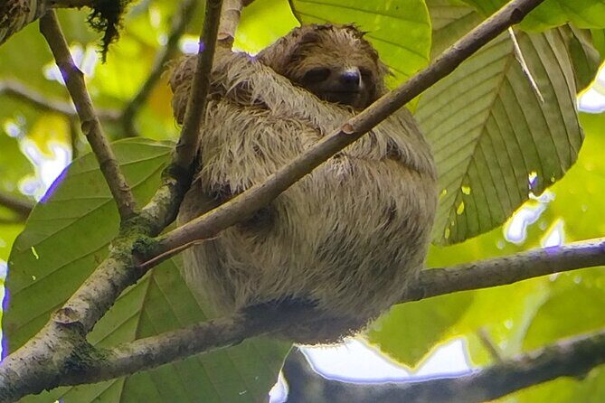 Searching for Peressos in Fortune - Searching for Peressos in Fortune: An Authentic Wildlife Walk in La Fortuna