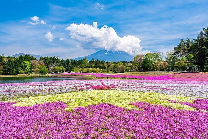 Season Special: Private Mt. Fuji Shibazakura Spring Tour - A Deep Dive into the Experience