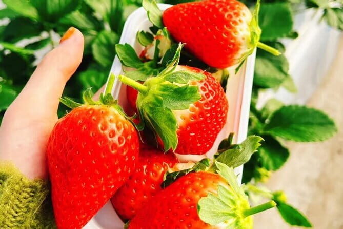 Seasonal Mt. Fuji Scenic Views, Fruit Picking and Ropeway Ride! - How the Experience Stacks Up