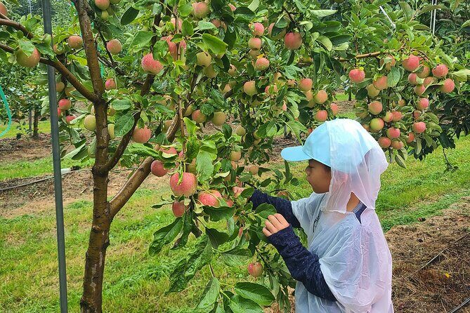 Seasonal Pocheon Full Day Tour with Apple Farm Experience - Herb Island: A Fragrant Finale