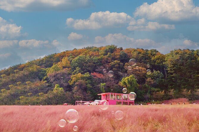 Seasonal Pocheon Full Day Tour with Apple Farm Experience - Final Thoughts