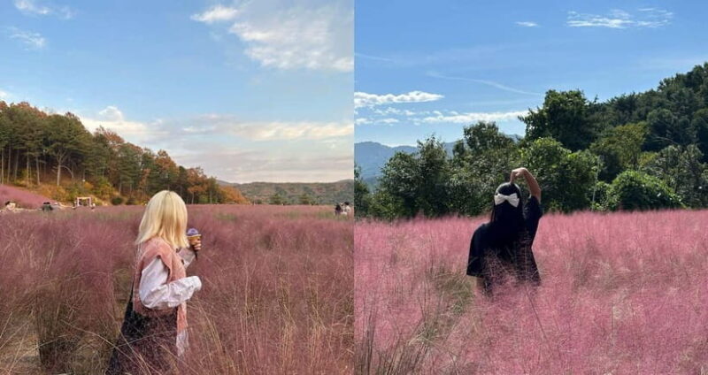 Seasonal Pocheon Full Day Tour with Apple Farm Experience - A Deep Dive into the Pocheon Tour: What to Expect