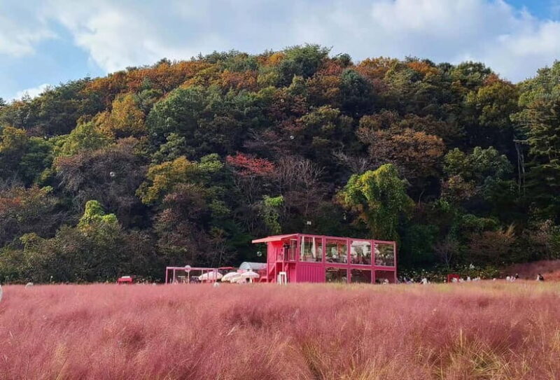 Seasonal Pocheon Full Day Tour with Apple Farm Experience - Final Thoughts