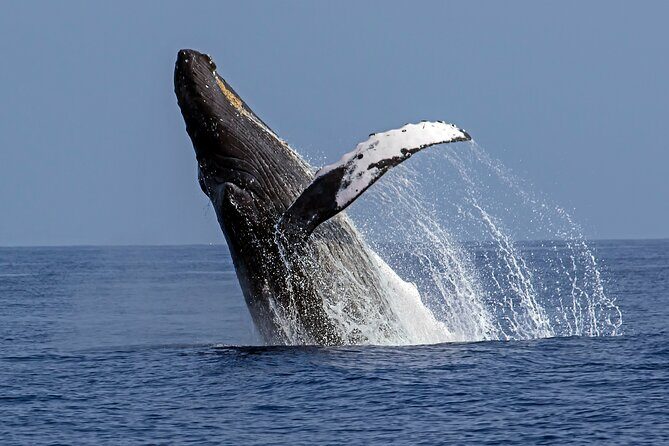 Seasonal Small-Group Humpback Whale Watching in Kona - Key Points