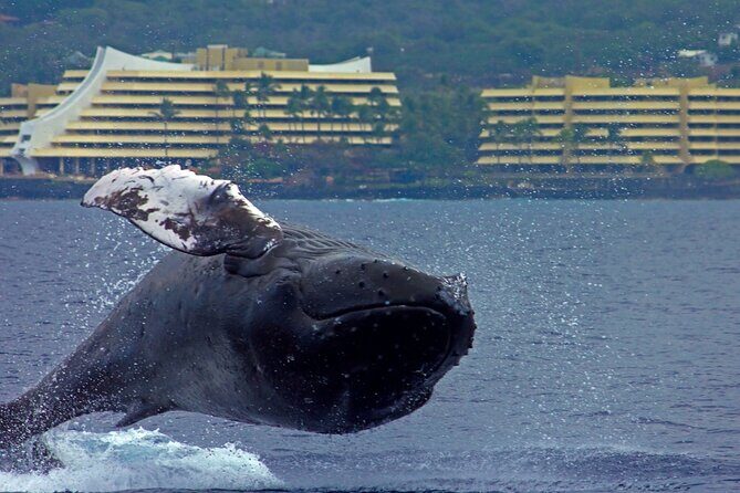 Seasonal Small-Group Humpback Whale Watching in Kona - A Detailed Look at the Experience