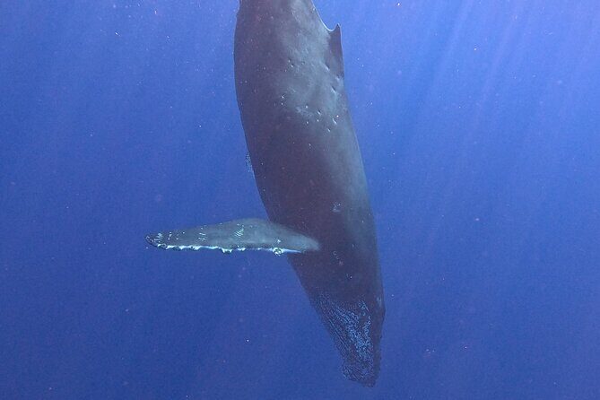 Seasonal Small-Group Humpback Whale Watching in Kona - The Sum Up