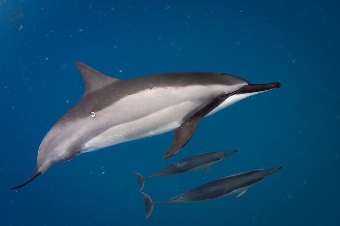 Seasonal Small-Group Humpback Whale Watching in Kona - FAQ