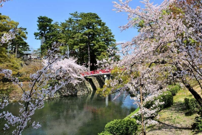 Seasonal Splendor  Kyoto Cherry Blossoms (Spring Only) - Why This Tour Works for You