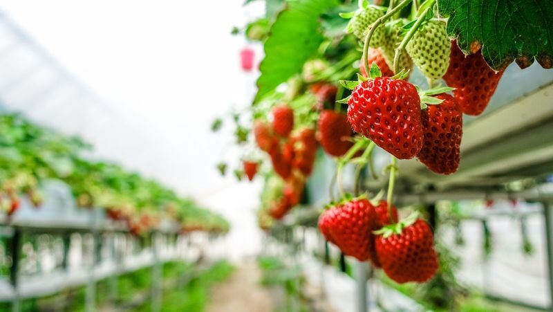 Seasonal Strawberry Picking, Nabana no Sato Illuminations & Outlet Shopping Tour from Osaka - Saving Nabana no Sato for after dark