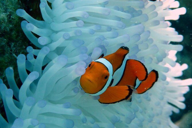 Seastar Luxury Outer Great Barrier Reef Island and Reef Tour - Itinerary Breakdown: What Makes Each Stop Special?