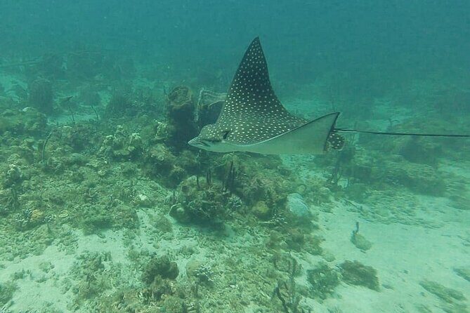 SeaTrek St. Lucia - Final Thoughts: Is SeaTrek Right for You?