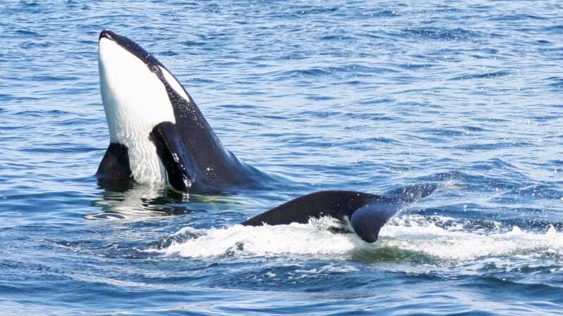 Seattle: Half-Day Wildlife and Whale Watching Cruise - A Deep Dive into the Whale Watching Experience