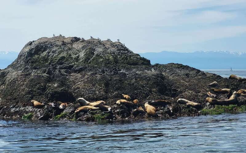Seattle: Whidbey Island Deception Pass + Winter Birding Trip - Final Thoughts