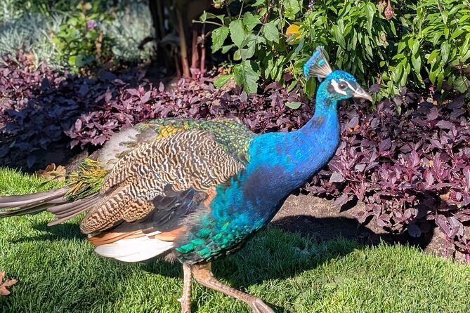 Secret Gardens of Victoria Tour - Key Points