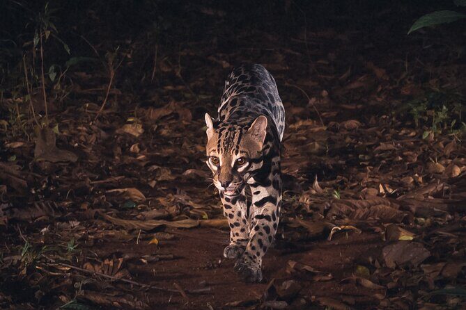 Secret Night Walk in Tamarindo - Key Points